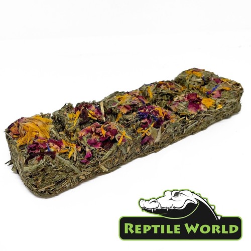 Reptile world tortoise flower - reptile,