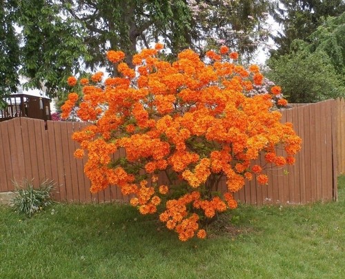 Orange azalea plant hardy - orange,