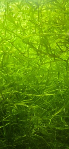 Guppy grass najas - guppy,