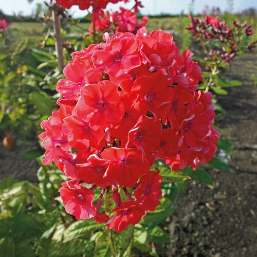 Garden phlox orange perfection - phlox,