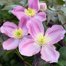 Clematis Montana Fragrant