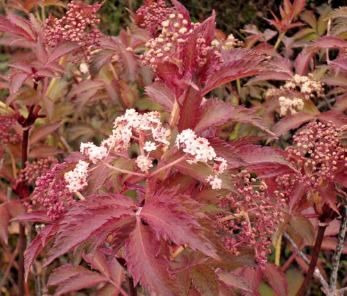 Sambucus serenade elderberry - sambucus, |