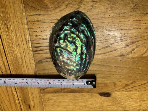 Abalone shell seashell - shell,