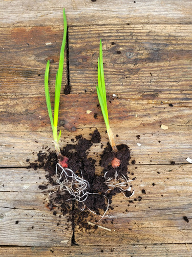 Egyptian walking onion - walking, 2