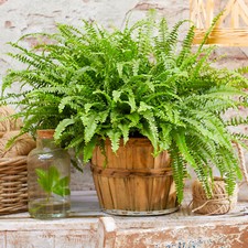 25-35cm Potted Nephrolepis Boston Fern Evergreen Plant for Home or Office