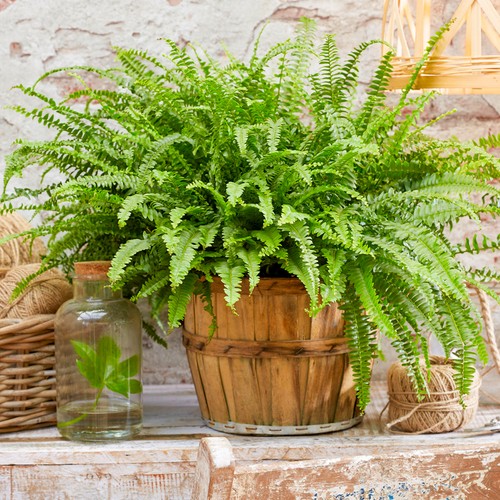 35cm potted nephrolepis - 25-35cm,
