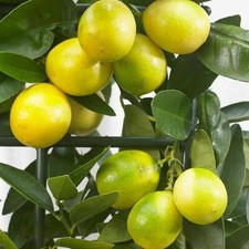 Limequat Citrus Fruit Tree Key Lime x Kumquat Scented White Blooms 1x 2.5L Pot