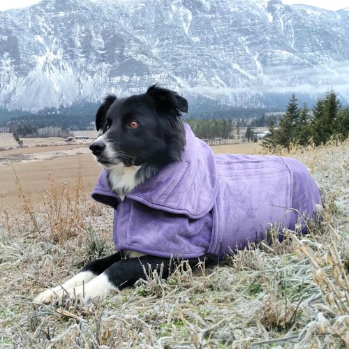 Mutt and bailey dog drying - mutt,