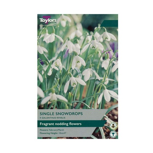 Taylors single snowdrops - taylors,