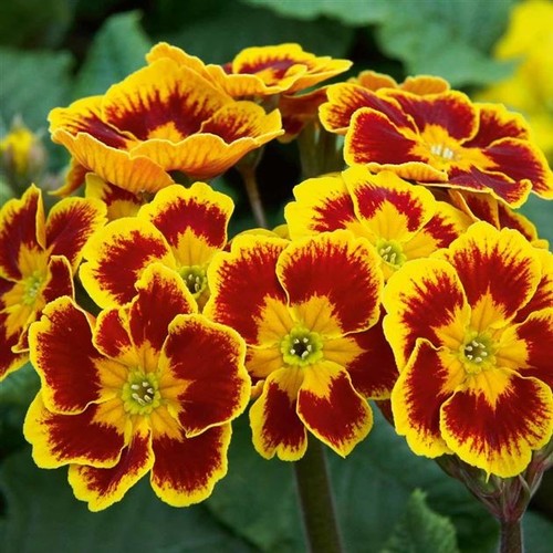 Polyanthus indian tiger - ,
