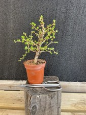 Japanese Larch Bonsai Tree