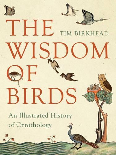 The wisdom birds - wisdom, an