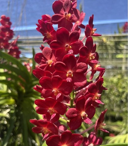 Rare vanda laksi orchid plant - laksi,