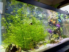 Guppy Grass Floating Aquarium