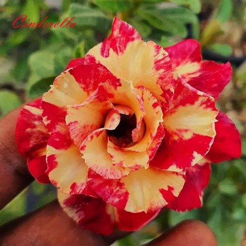 Cinderella desert rose - cinderella~,