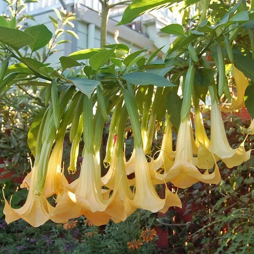 Angel trumpet brugmansia - angel,