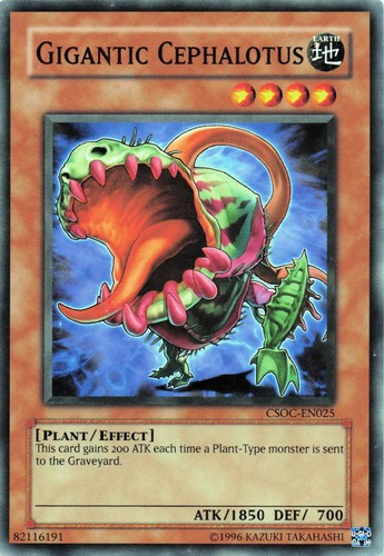 Gigantic cephalotus csoc - gigantic, csoc-en025