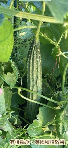 Ridge gourd seeds angled - ridge, luffa