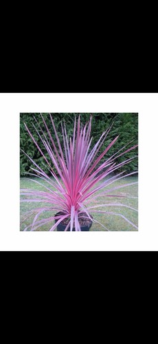 Cordyline charlie boy - cordyline, ‘charlie