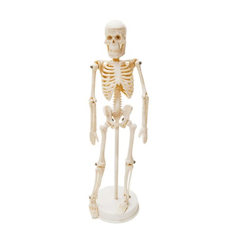 Human skeleton model 20cm - skeleton,
