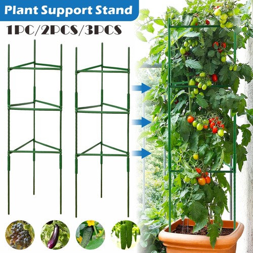 Tomato plant stem - plant,