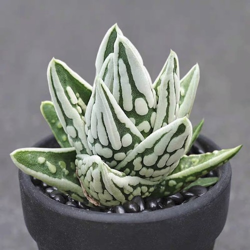 5cm succulent plant haworthia - plant,