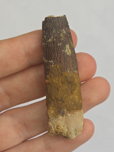 Sauropod dinosaur tooth fossil - dinosaur,