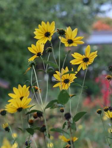 Three helianthus bare root - three,