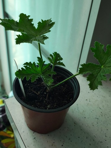 Scented pelargonium orsett - scented,