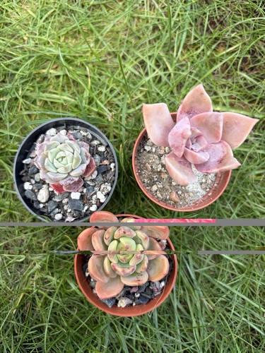 Mixed succulents shown - succulents,