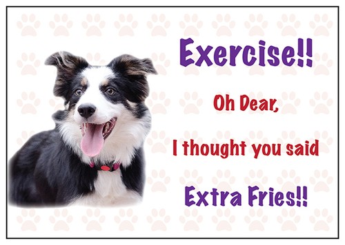 Funny border collie dog - funny, vinyl