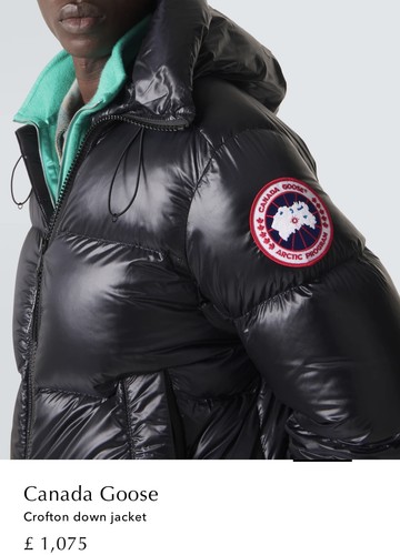 Canada goose crofton down - goose,