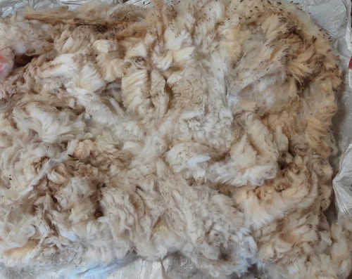 Exmoor horn whole sheep fleece - exmoor,