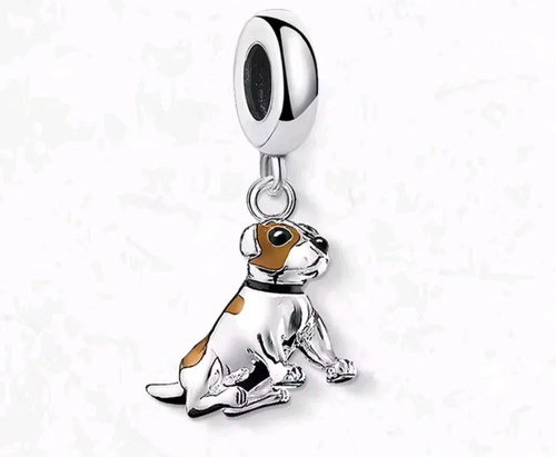 Jack russell terrier - terrier, dog