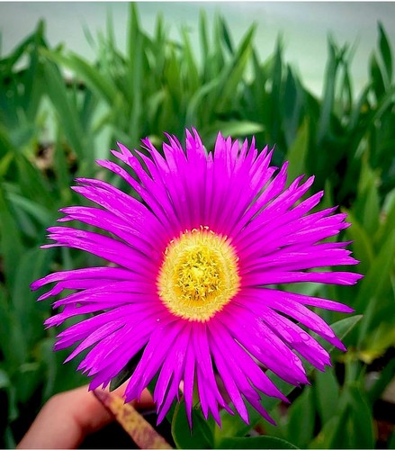 Purple hottentot fig - purple,