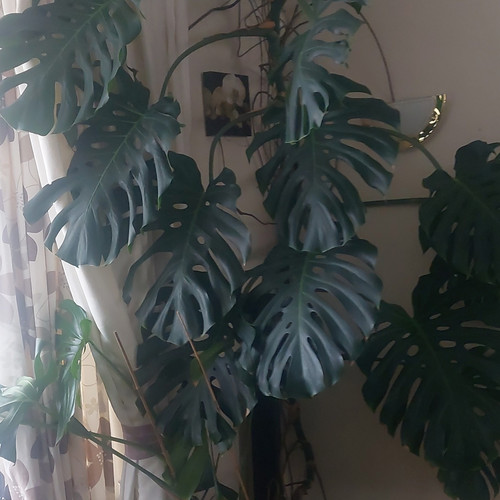 Swiss cheese plant monstera - swiss,