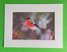 Bullfinch Bird on a Branch -