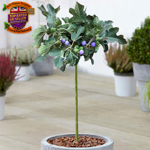 Ficus brown turkey - brown,
