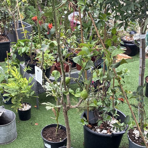 Lemon tree fruiting - lemon,