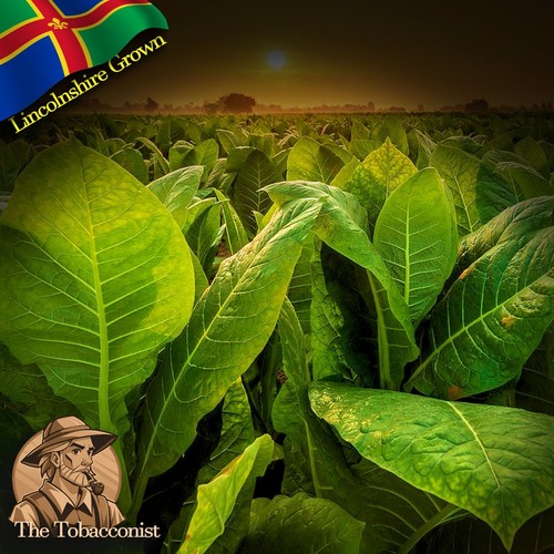 Grown amber leaf tobacco - uk,