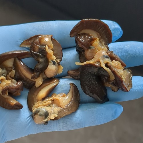 African bush snails mini size - african,