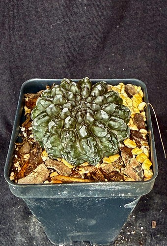 Neoporteria occulta cactus - neoporteria, occulta,