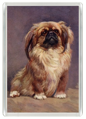 Pekingese dog fridge - dog,
