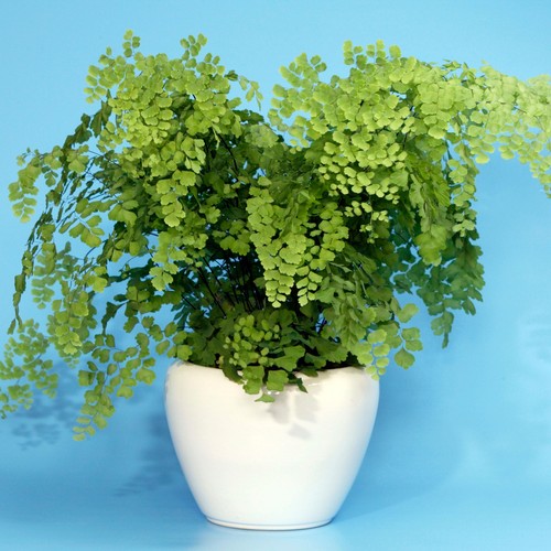 Tropical adiantum fragrans - tropical,