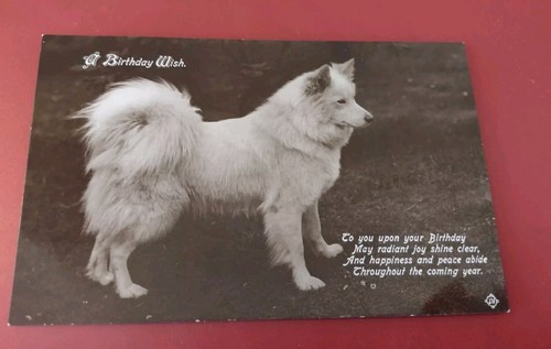 Real photo dog postcard - photo,
