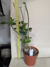 Adenium Obesum /Desert