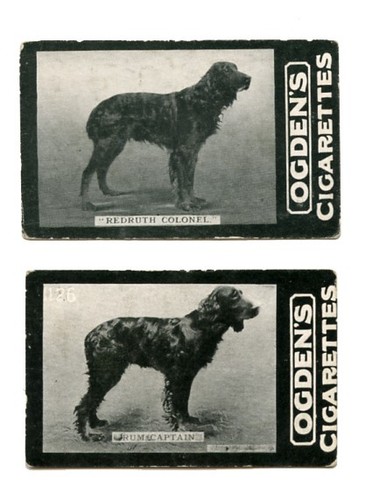 Gordon setter gun dog vintage - gordon,
