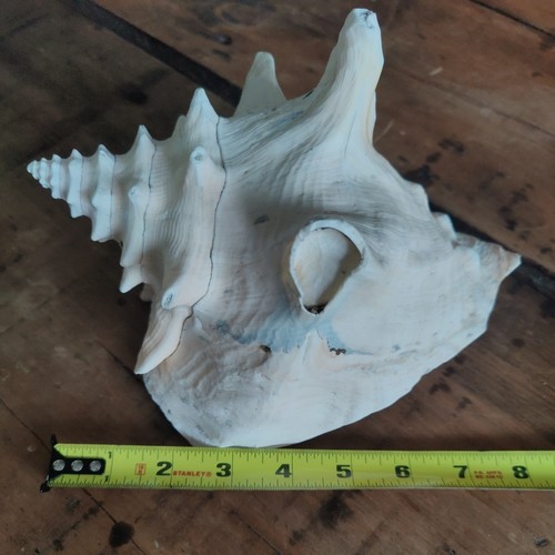 Conch shell exotic inches - shell,