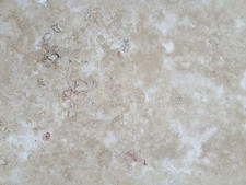 **PACKAGE DEAL** FILLED COMMERCIAL TRAVERTINE WALL & FLOOR TILES 610 x 406 mm **