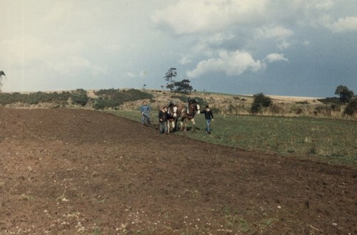 Photo 6x4 horse - photo,